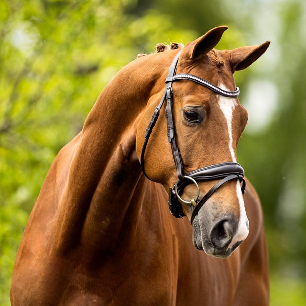Bridon BR Equestrian Southam Marron Sellerie En Cadence Montfort l'Amaury équipement briderie cheval