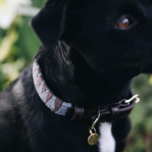 Sellerie En Cadence Montfort l'Amaury Kentucky Dodwear collier triangle chien