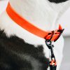 Collier chien soft rubber orange Kentucky Dogwear Horsewear