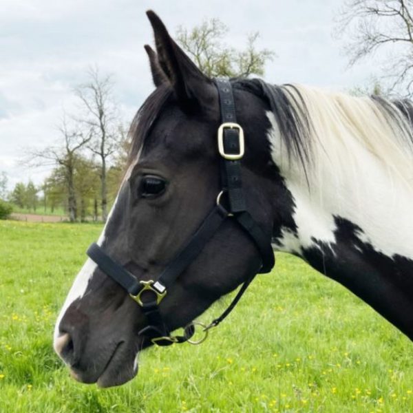 Sellerie En Cadence Montfort l'Amaury Ronzon Legend Licol Nylon Robuste cheval noir