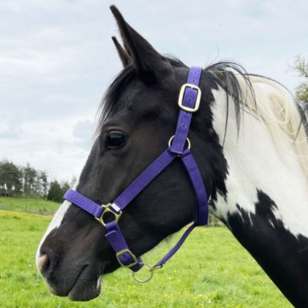 Sellerie En Cadence Montfort l'Amaury Ronzon Legend Licol Nylon Robuste cheval violet