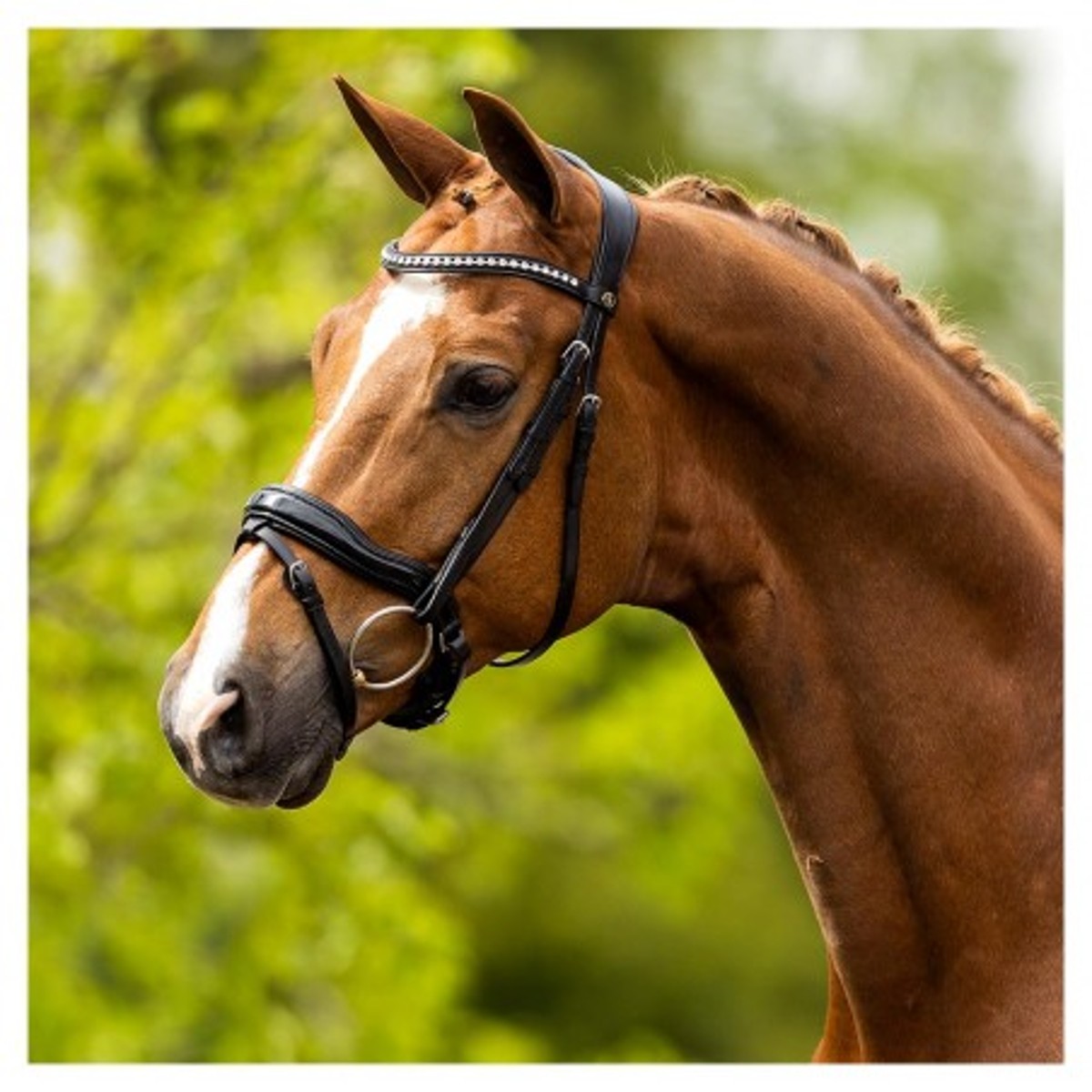 Bridon Bolton Noir BR Equestrian Sellerie En Cadence Montfort l'Amaury cheval