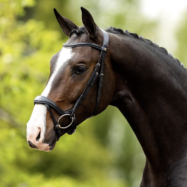 Sellerie En Cadence Montfort l'Amaury BR Equestrian Bridon Longridge Noir Anatomique