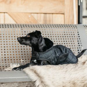 Sellerie En Cadence Montfort l'Amaury Kentucky Dogwear Manteau chiens noir