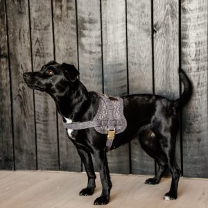 Sellerie En Cadence Montfort l'Amaury Kentucky Dogwear harnais wool gris
