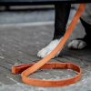 Sellerie En Cadence Montfort l'Amaury Kentucky Dodwear laisse velvet orange chien