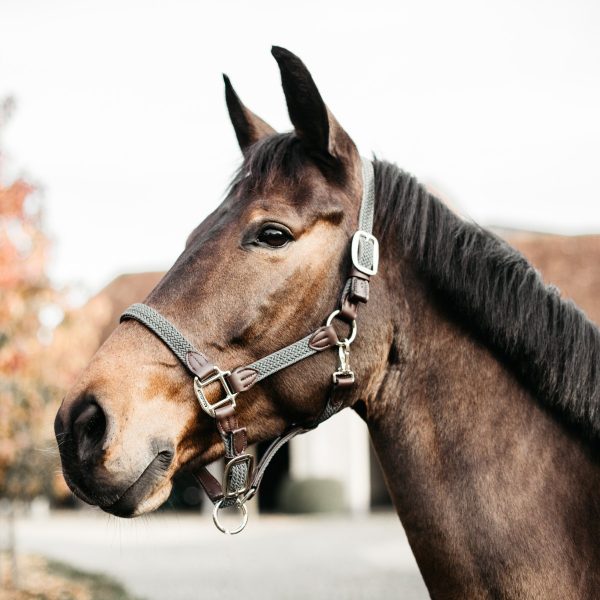 Sellerie En Cadence Montfort l'Amaury Kentucky Horsewear Licol nylon tressé cheval gris