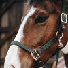 Sellerie En Cadence Montfort l'Amaury Kentucky Horsewear Licol nylon tressé cheval vert olive