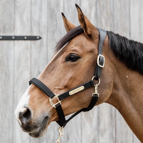 Sellerie En Cadence Montfort l'Amaury Kentucky Licol anatomique nylon cuir noir cheval