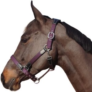 Sellerie En Cadence Montfort l'Amaury Flags & Cup licol nylon cuir marron violet prune cheval
