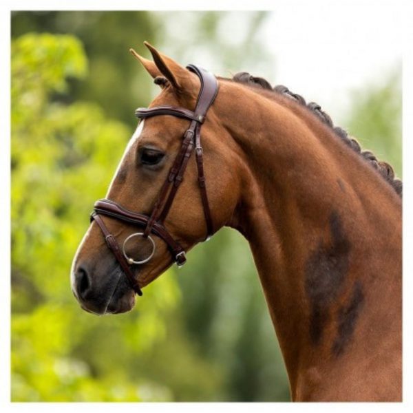 Sellerie En Cadence Montfort l'Amaury BR Equestrian Bridon Luton marron cheval