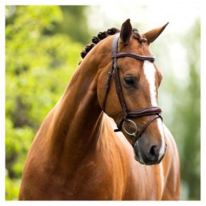 Sellerie En Cadence Montfort l'Amaury BR Equestrian Bridon Luton marron cheval