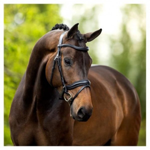 Sellerie En Cadence Montfort l'Amaury BR Equestrian Bridon Luton noir cheval