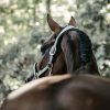 licol anatomique suédine gris Kentucky Horsewear Sellerie En Cadence Montfort l'Amaury cheval équipement