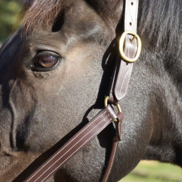 Sellerie En Cadence Montfort l'Amaury TdeT licol cuir triple stitched havane cheval