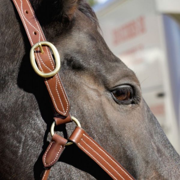 Sellerie En Cadence Montfort l'Amaury TdeT licol cuir triple stitched tabac cheval