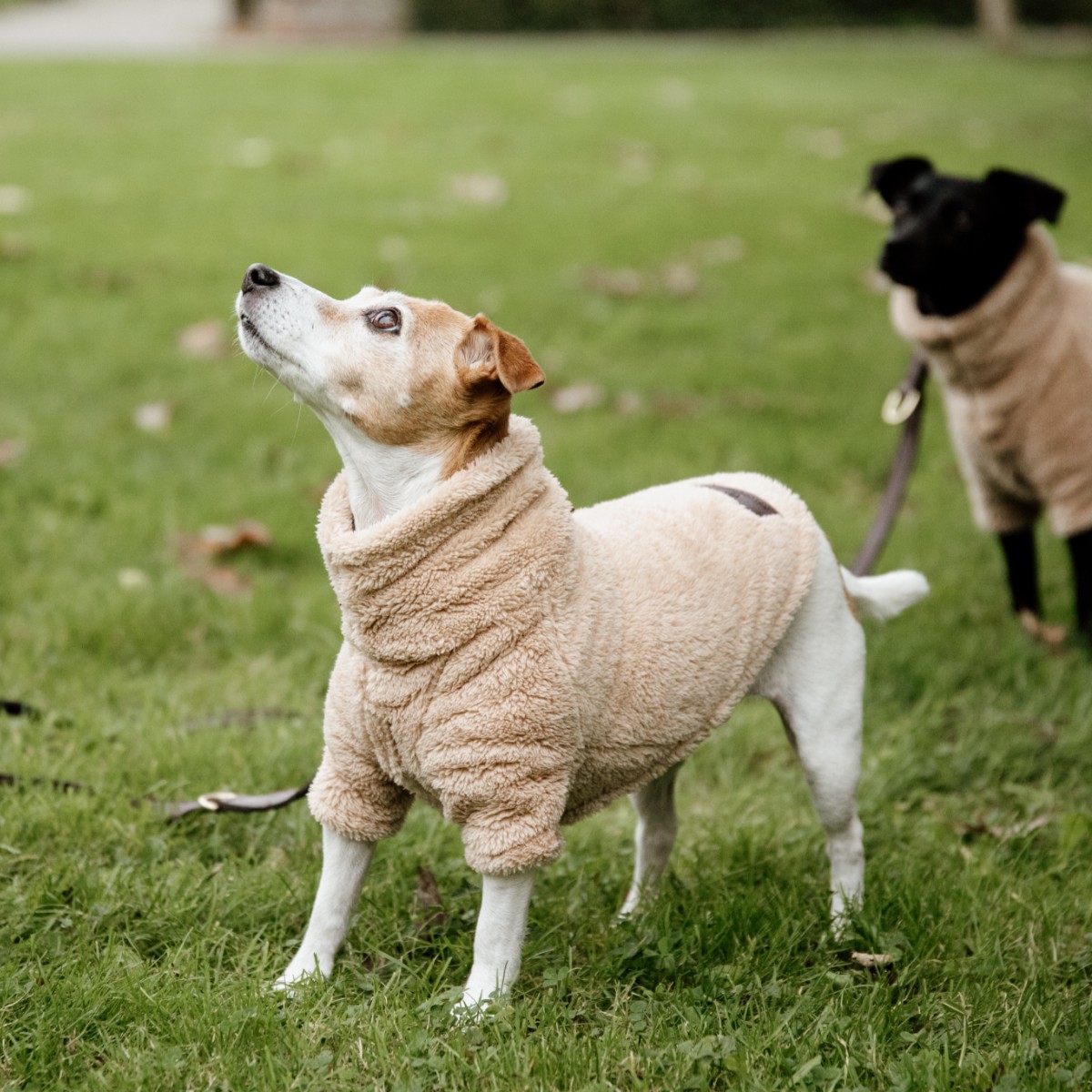 manteau chien polaire beige Kentucky Horsewear Sellerie En Cadence Montfort l'Amaury textile chien hiver