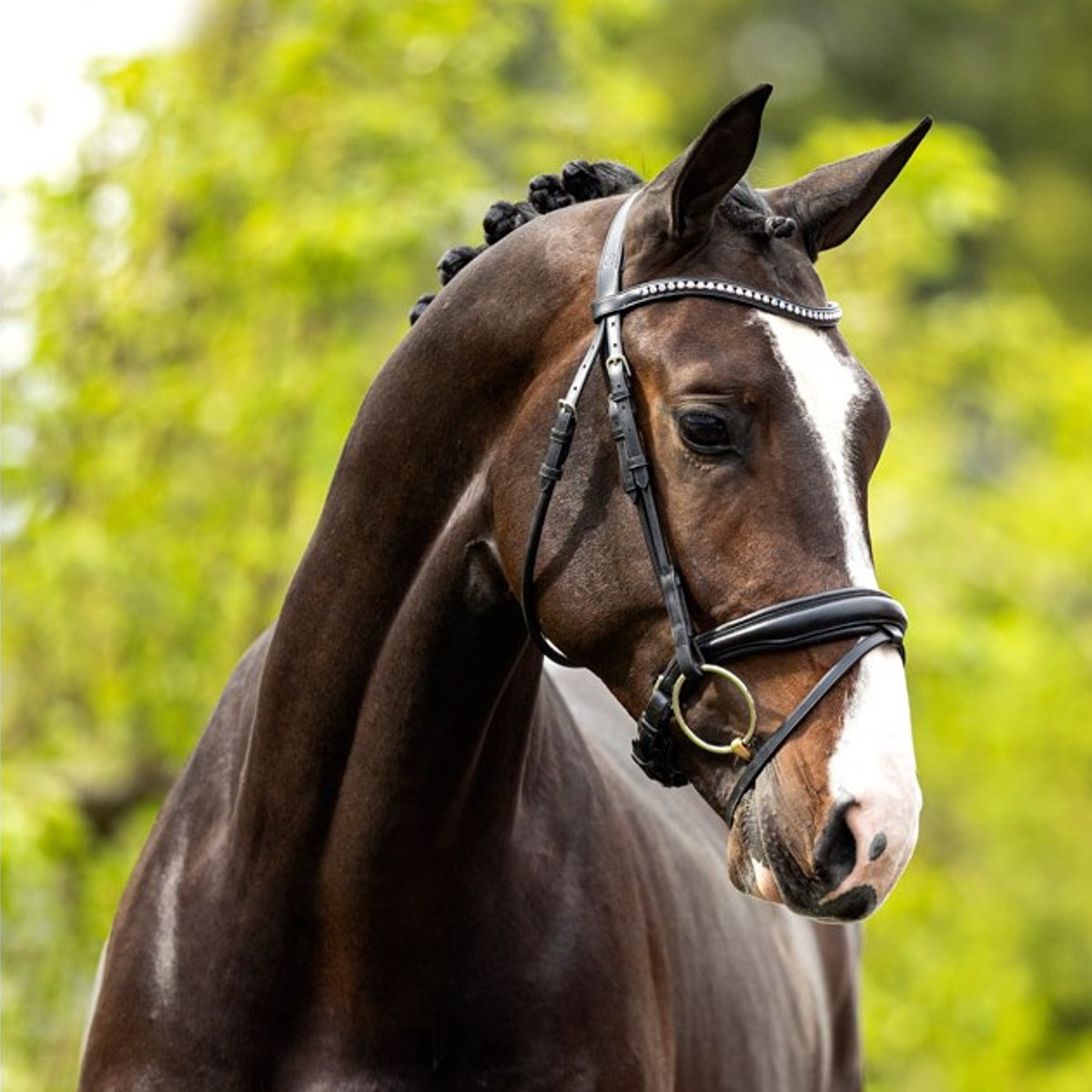 Bridon BR Equestrian Southam Noir Sellerie En Cadence Montfort l'Amaury équipement briderie cheval