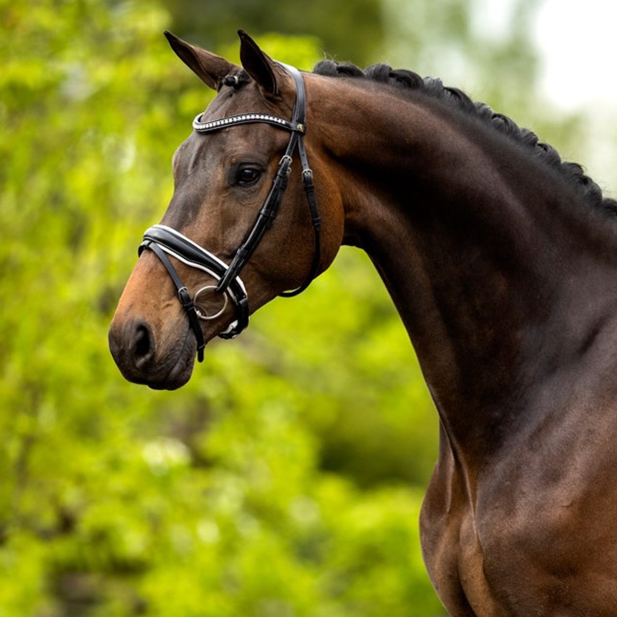 Bridon BR Equestrian Southam Noir Blanc Sellerie En Cadence Montfort l'Amaury équipement briderie cheval